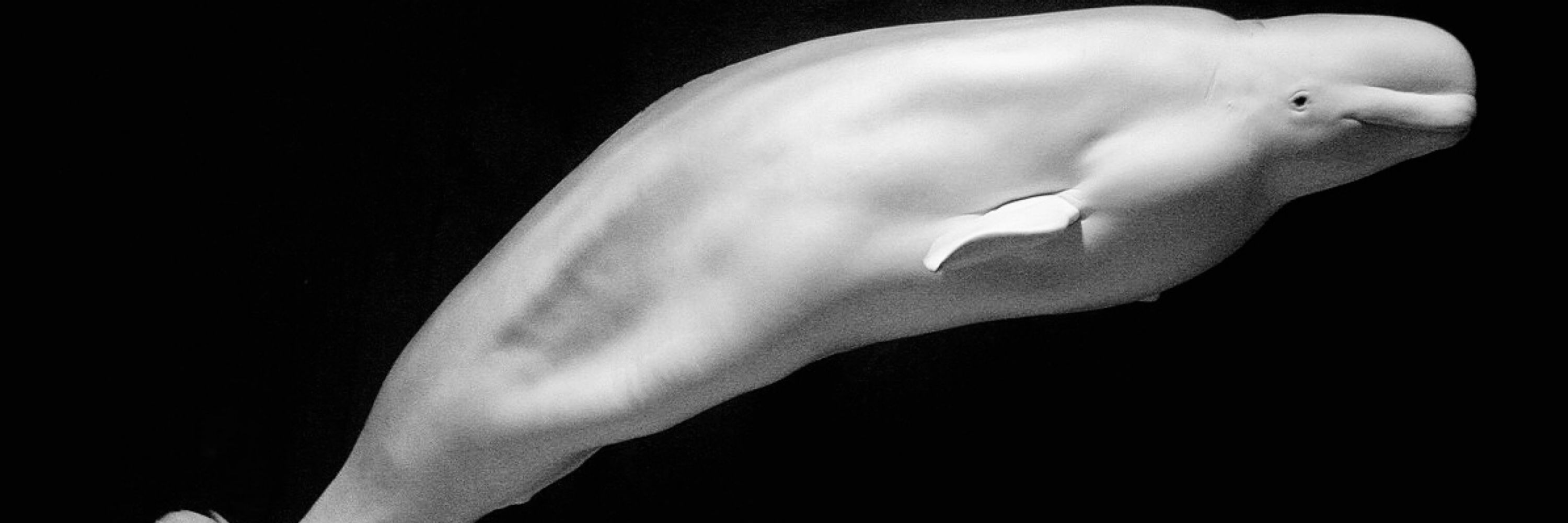 BloatedBeluga
