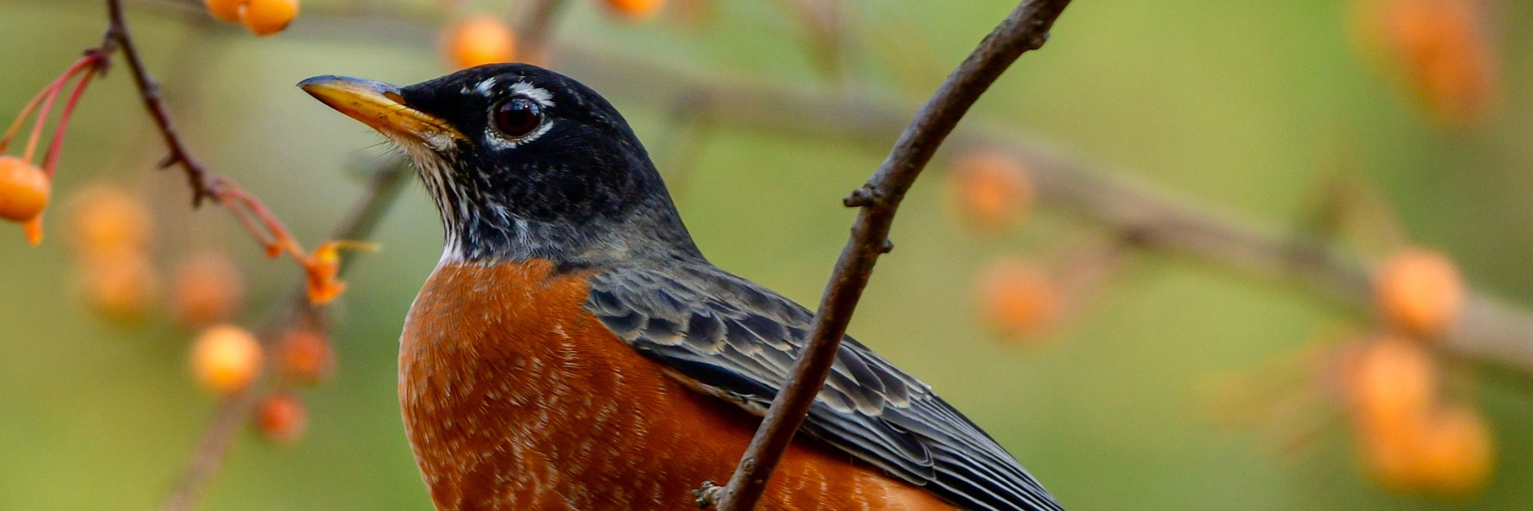 Birder Meredith