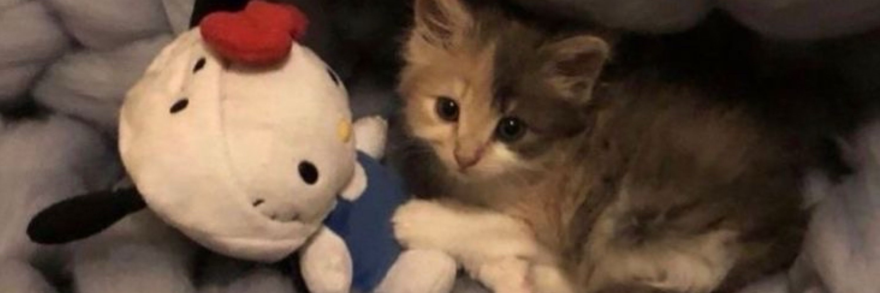 mimi