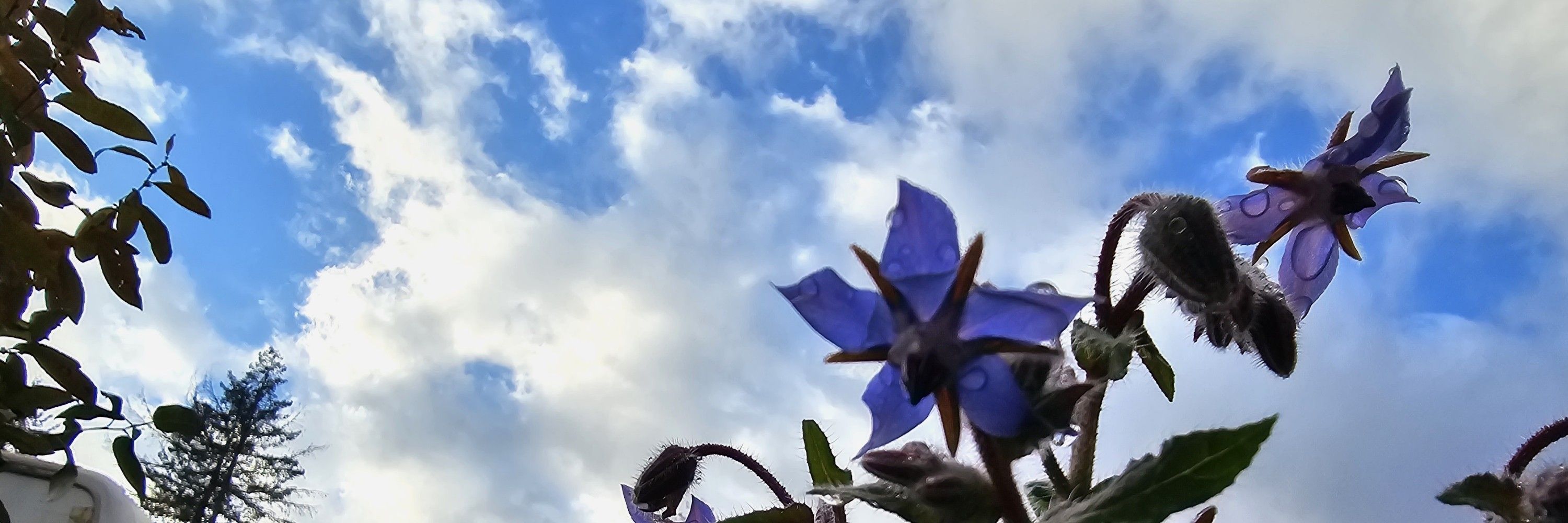 The Mild Things