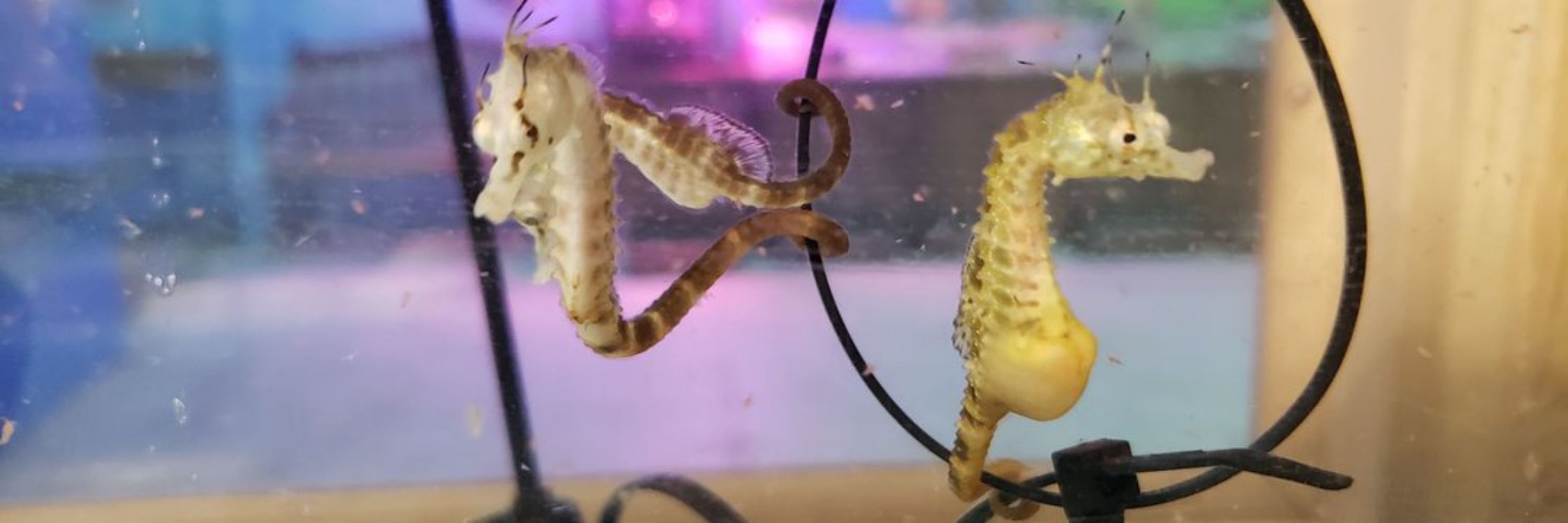 former seahorse foster dad