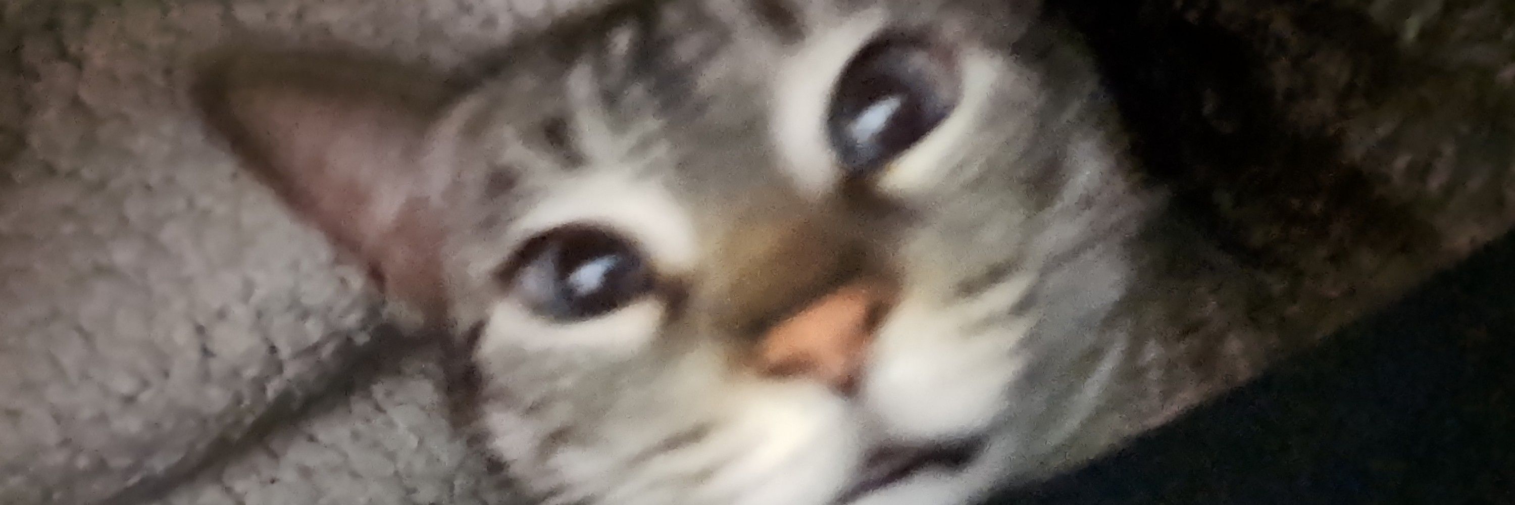 maple