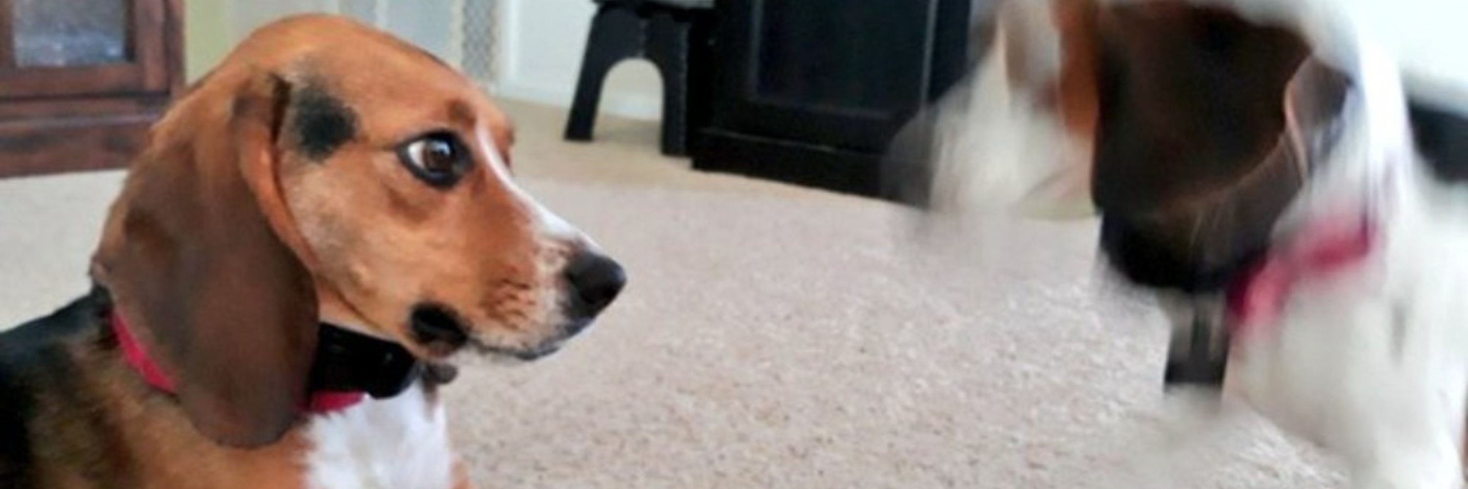 wonderbeagmurph