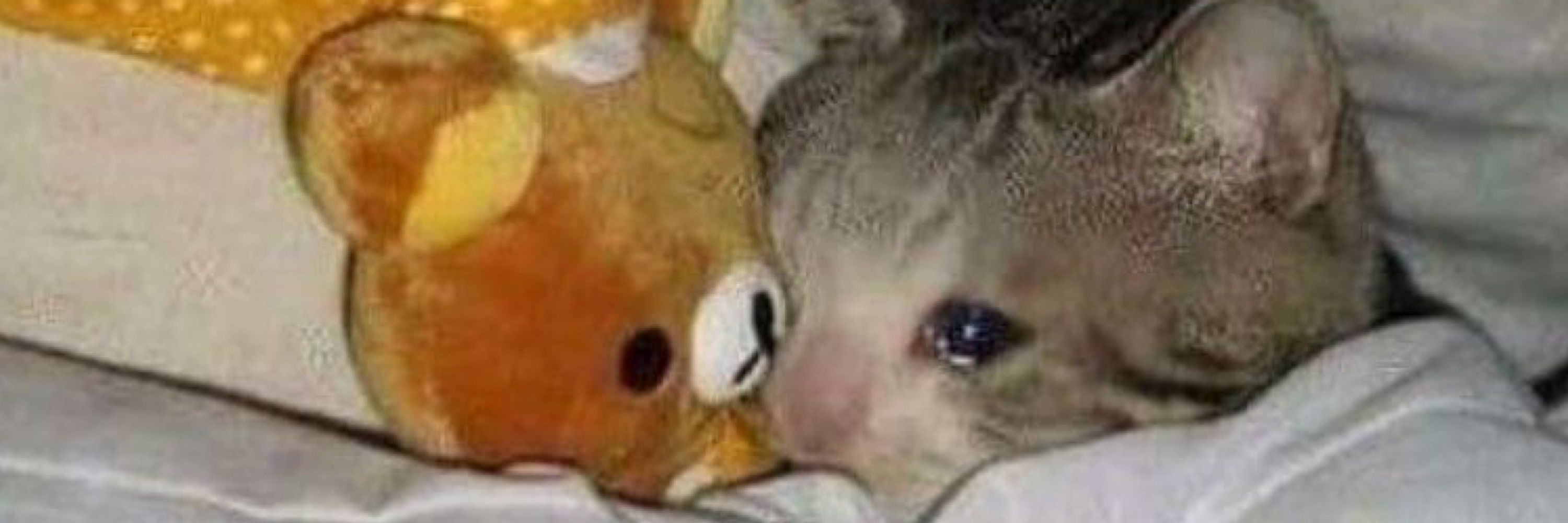 ليه لا ؟ 