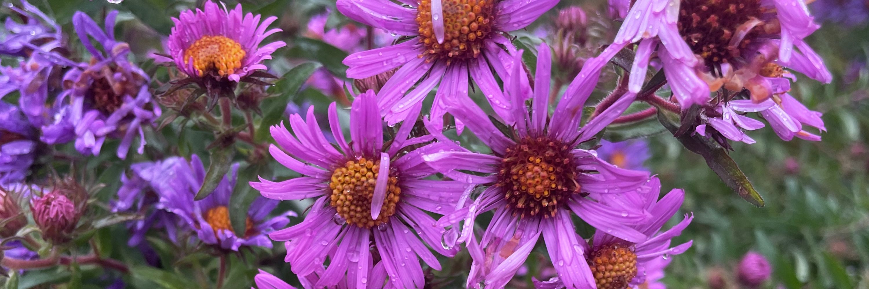 🌺