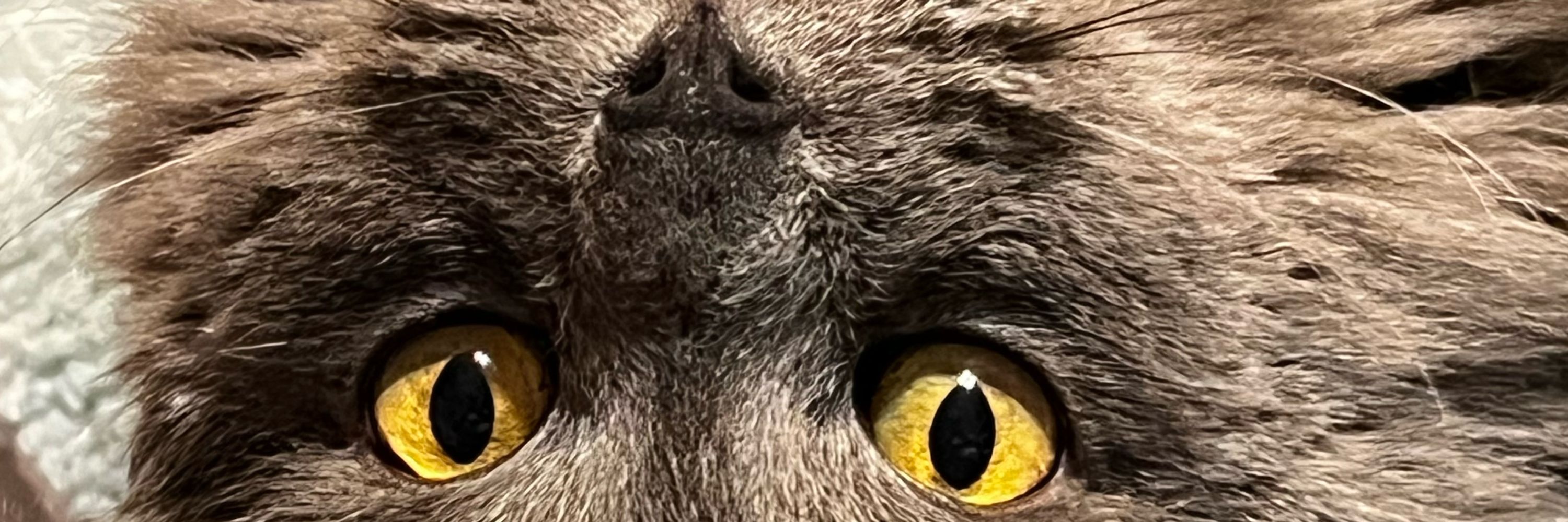 Kat