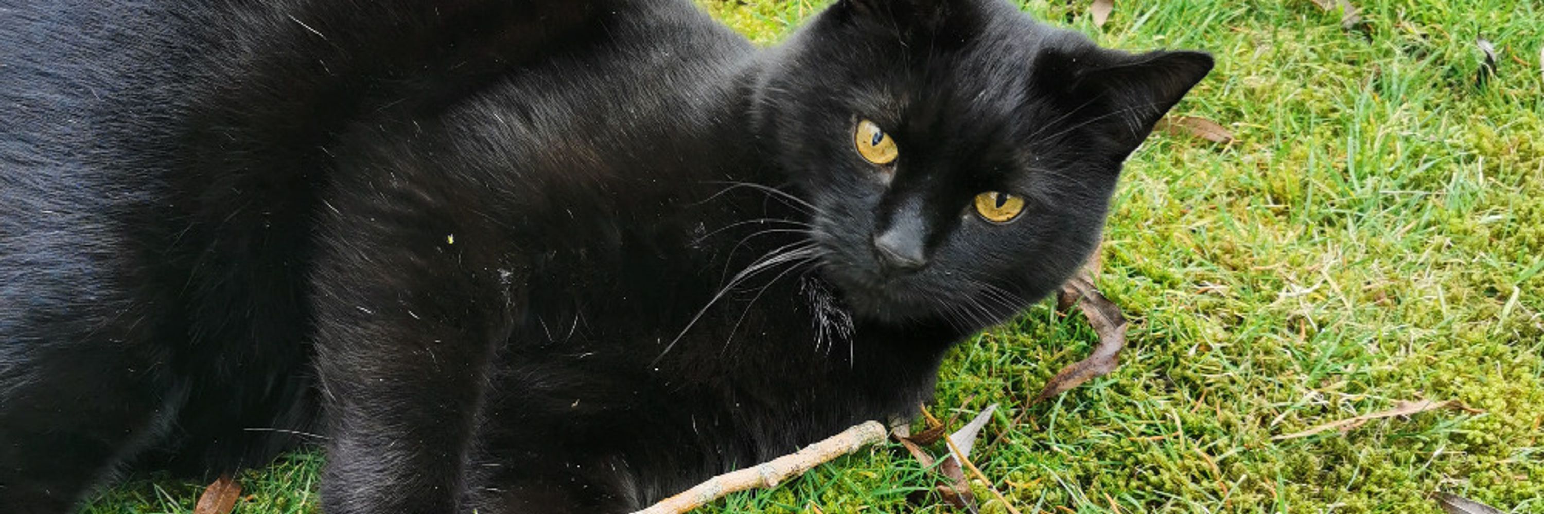 Cheshire Black Cat