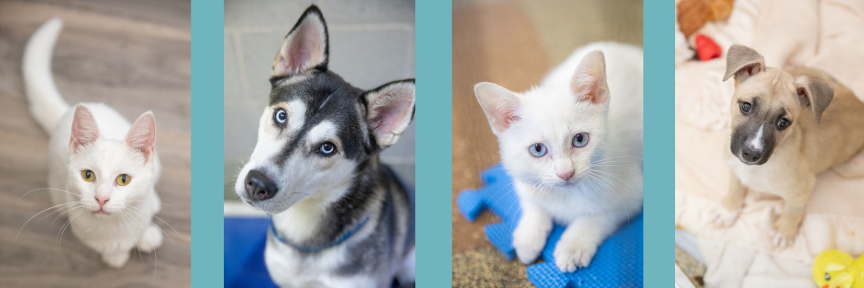 Humane Society of Huron Valley