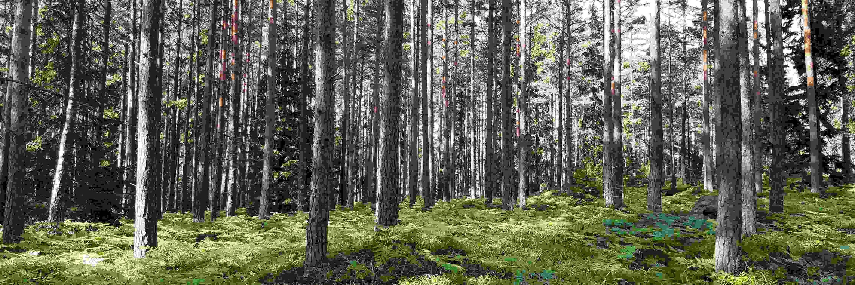 Outi Hakkarainen