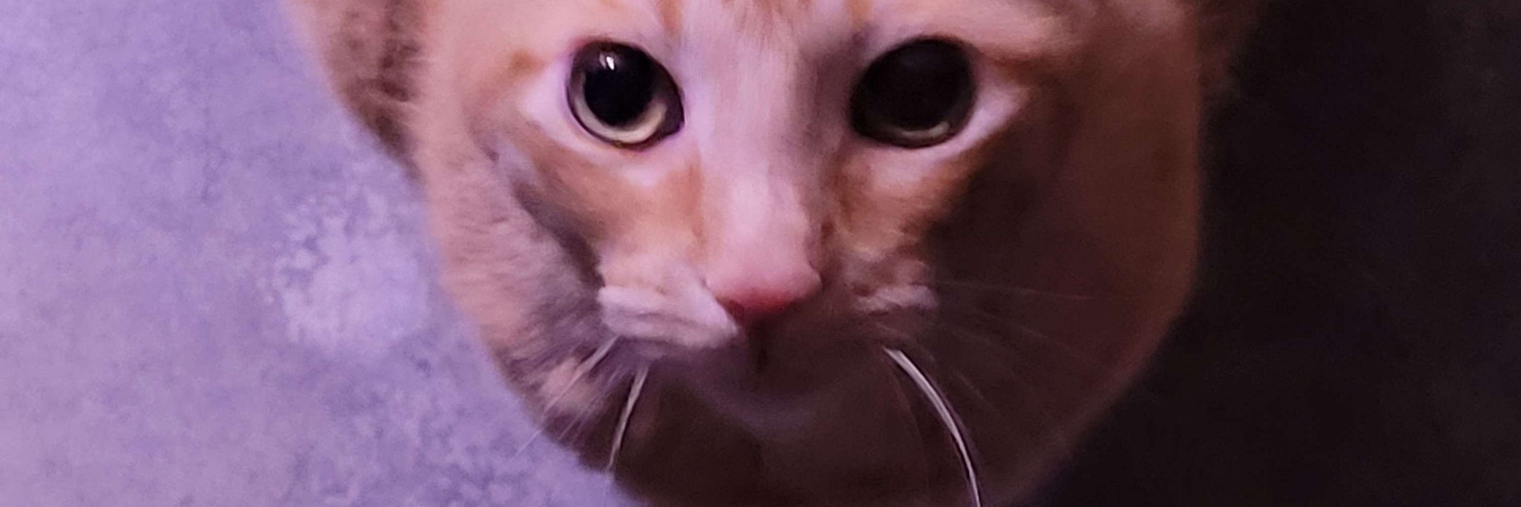 Hobbes the Cat