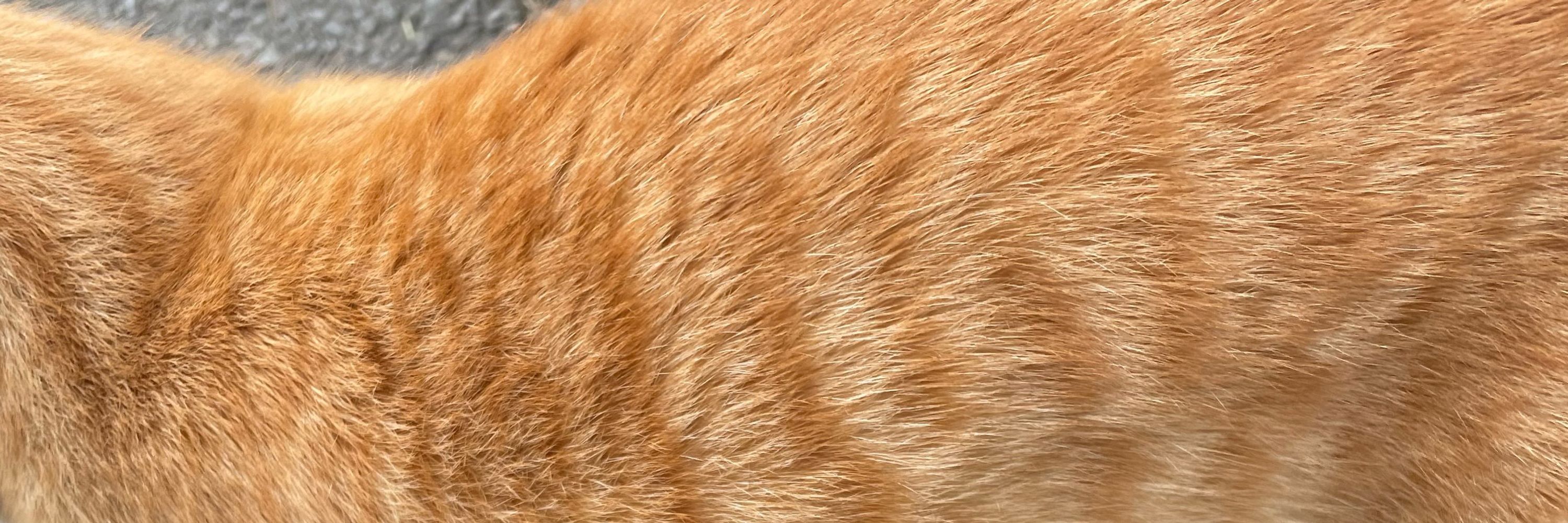 あおりんご