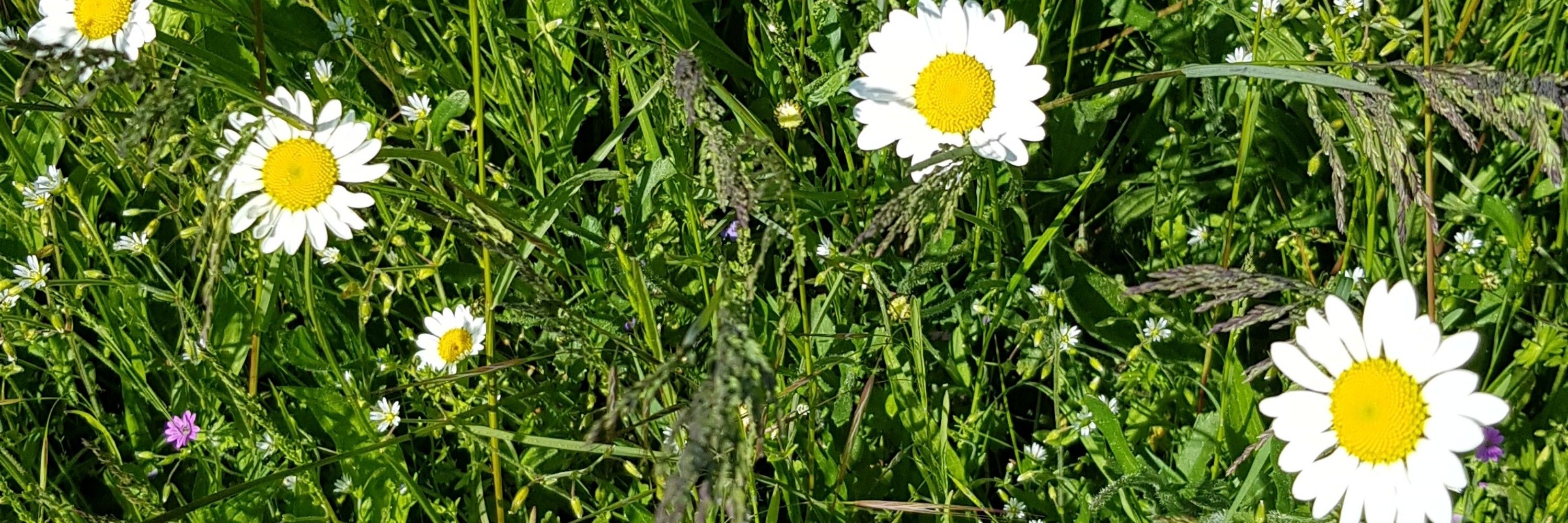 Naturliebhaberin