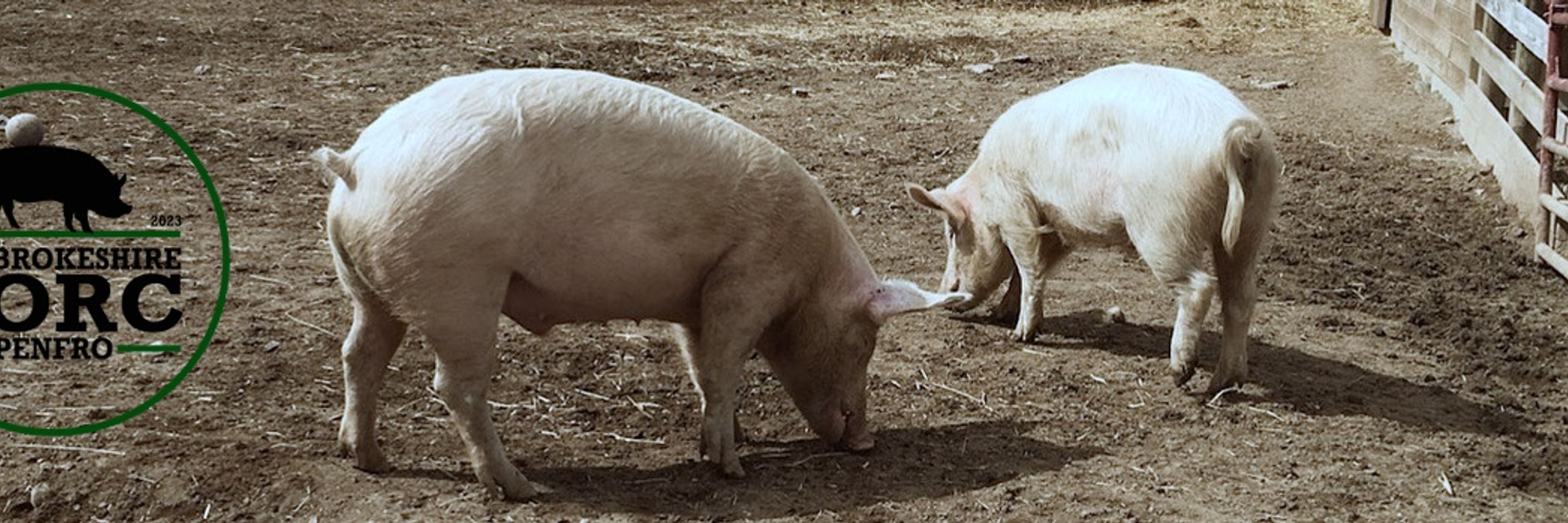 Pembrokeshire Porc Penfro