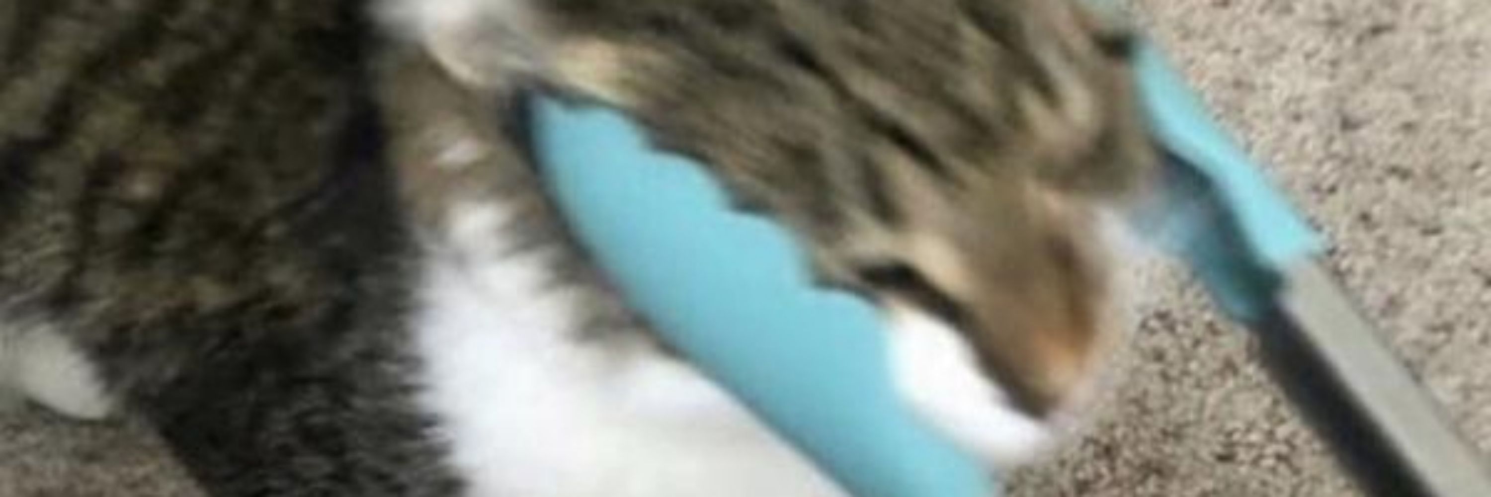 TiburonShaak