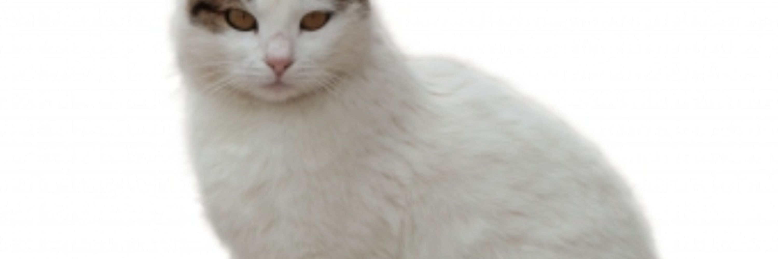 ふまるま