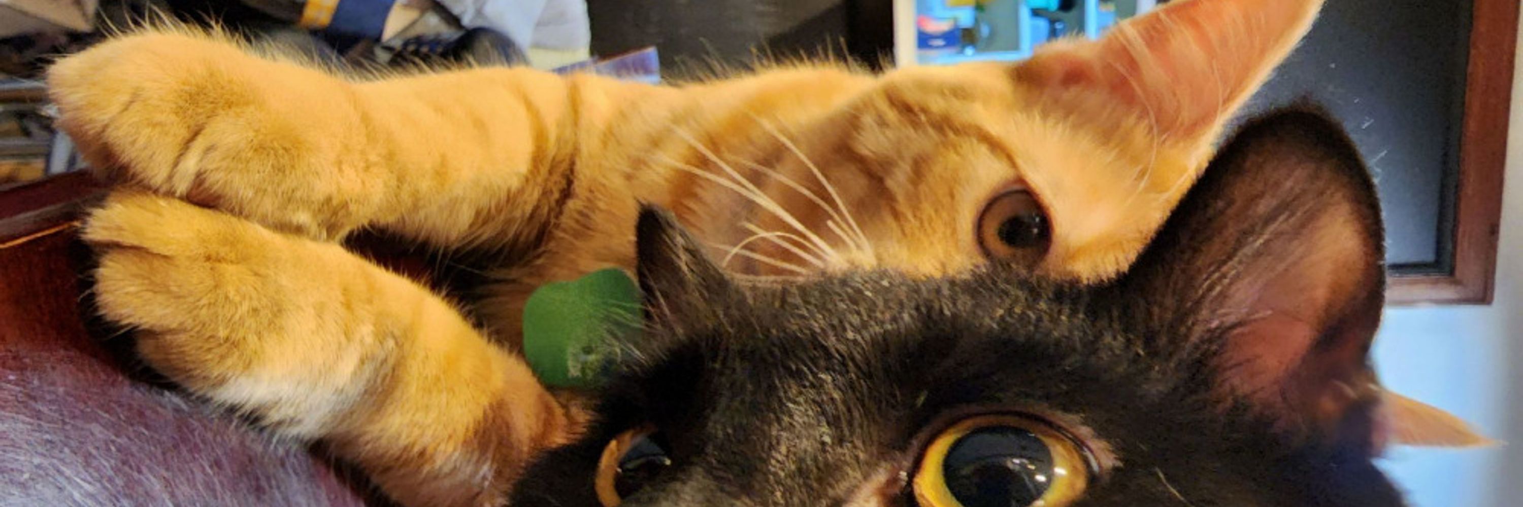 Real Cats of Blue Sky