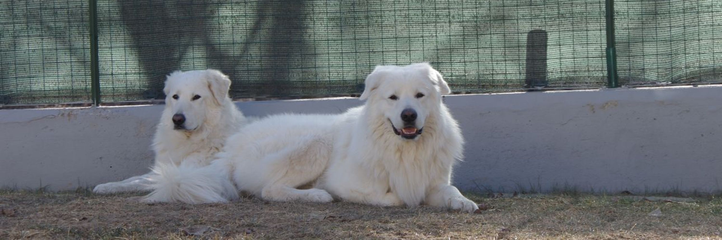 Anacleto
