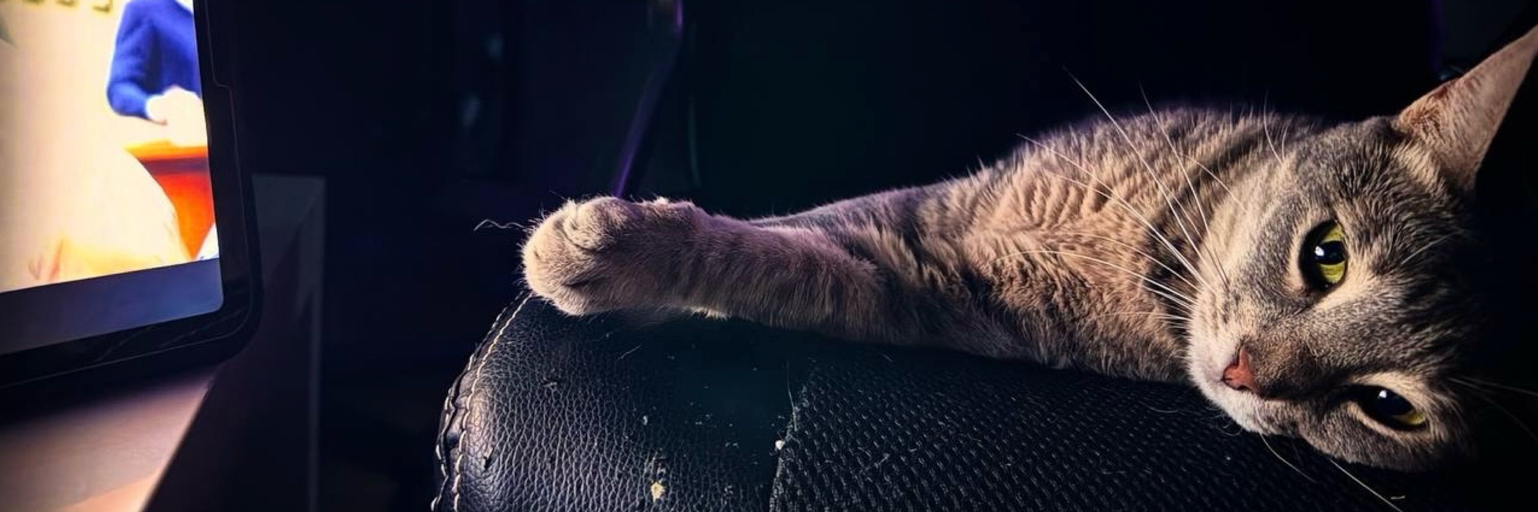 Magicat