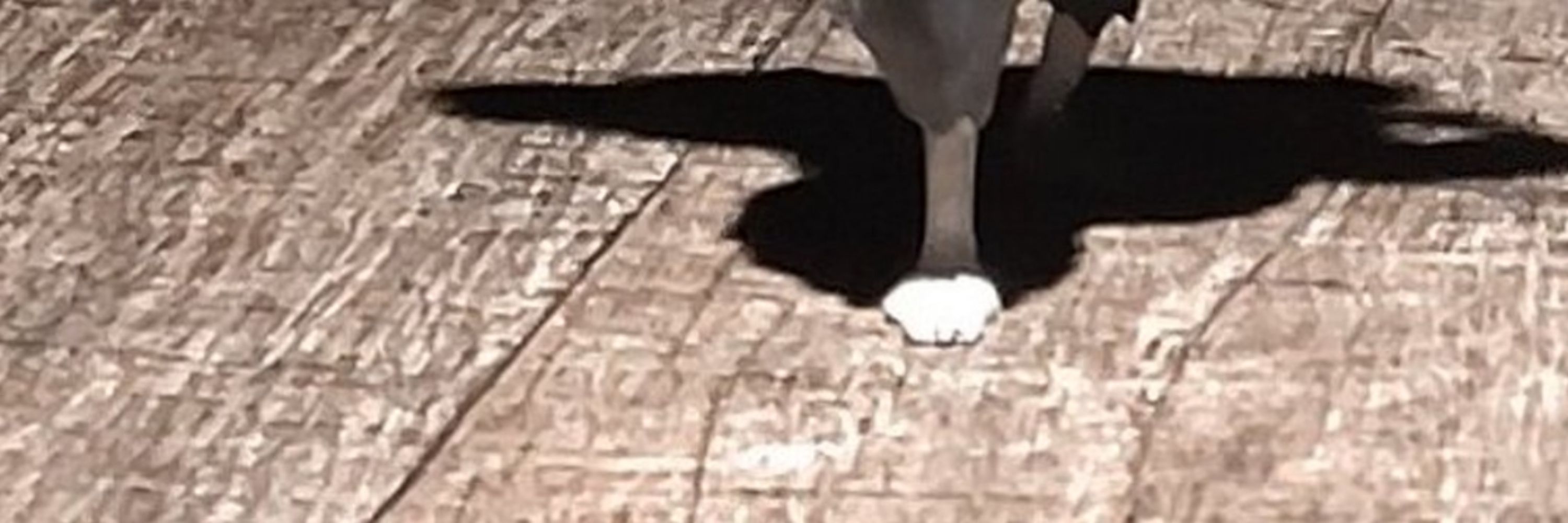 めろ