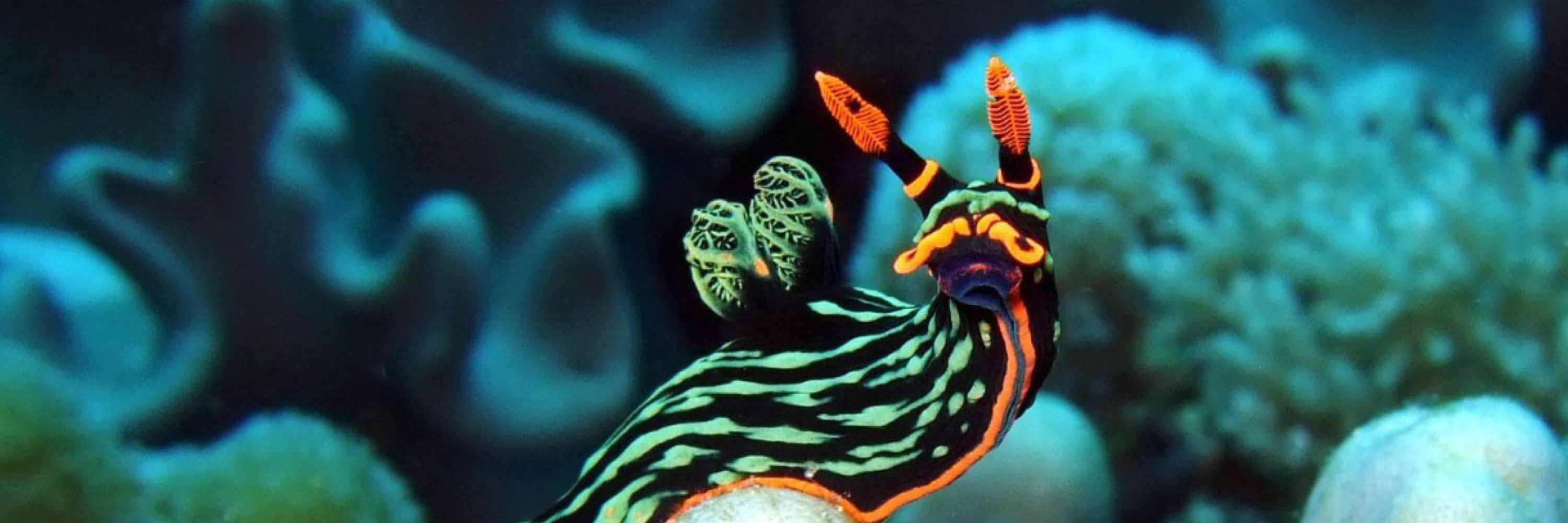 sendme_nudibranchs