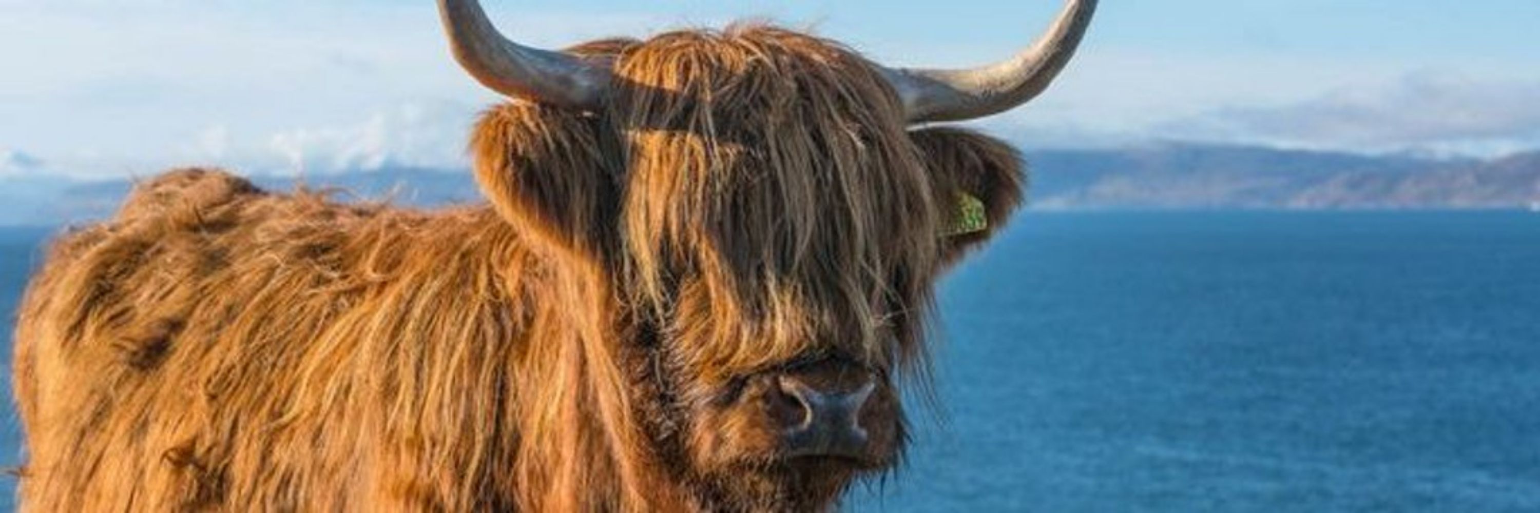 Indyref2guy