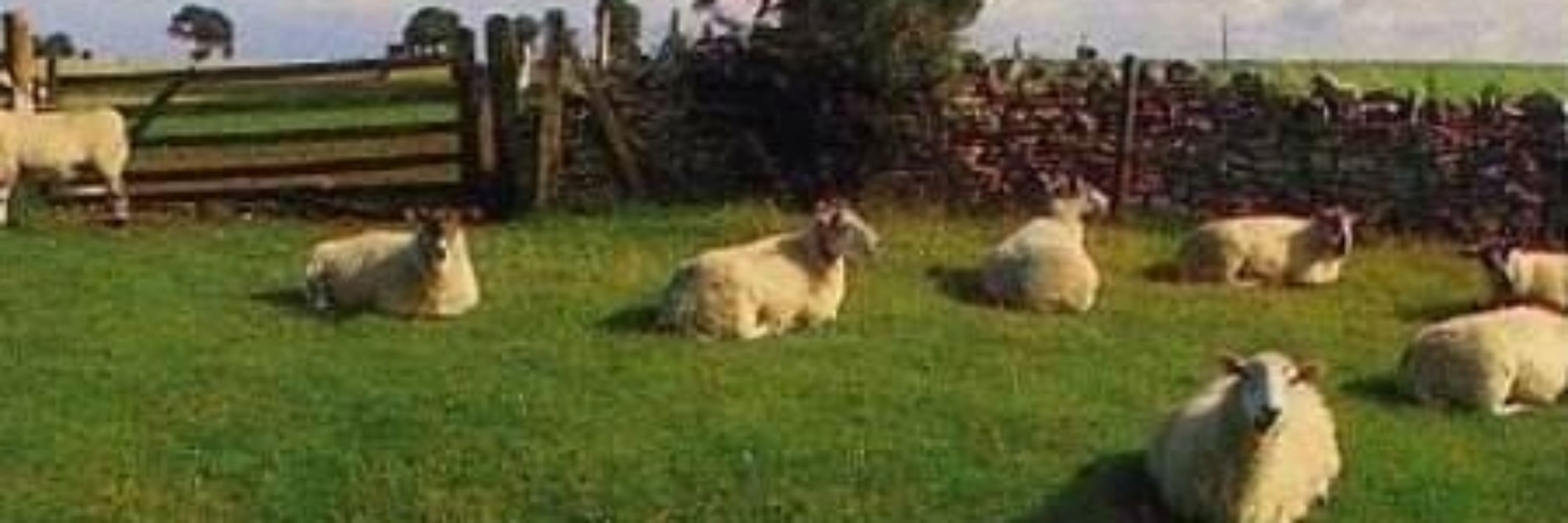 Ambient Sheep