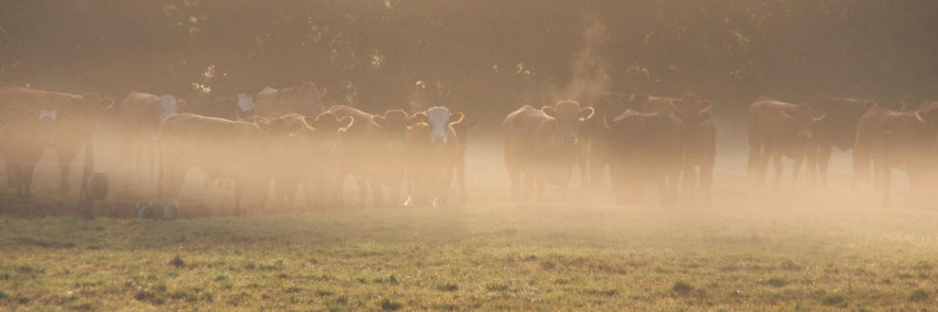 The Slow Farming Company