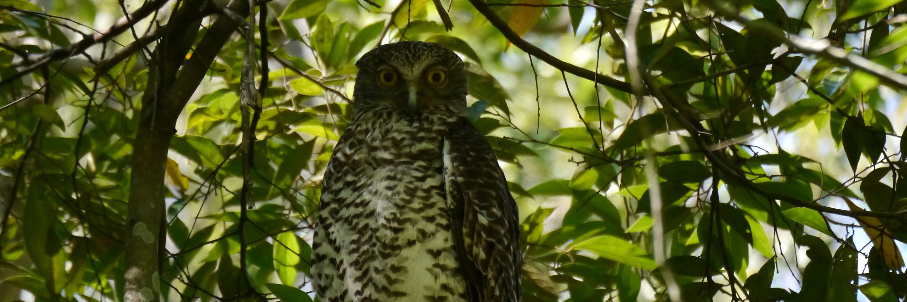 Open Ecoacoustics
