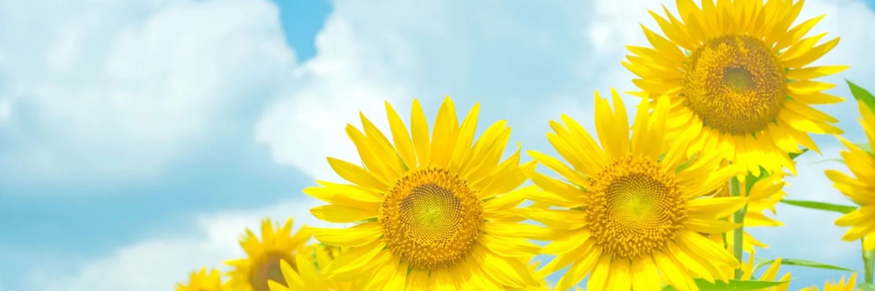 てふてふ🌱🌱（しばらくフォロバ100🌱）