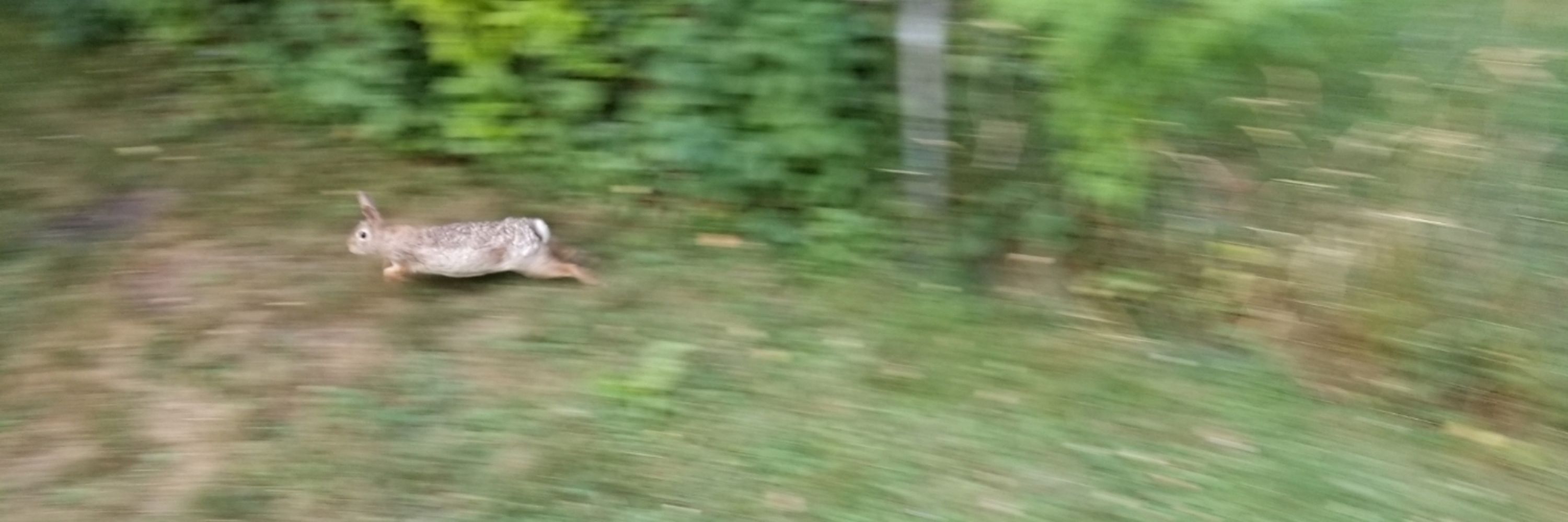 rabbit