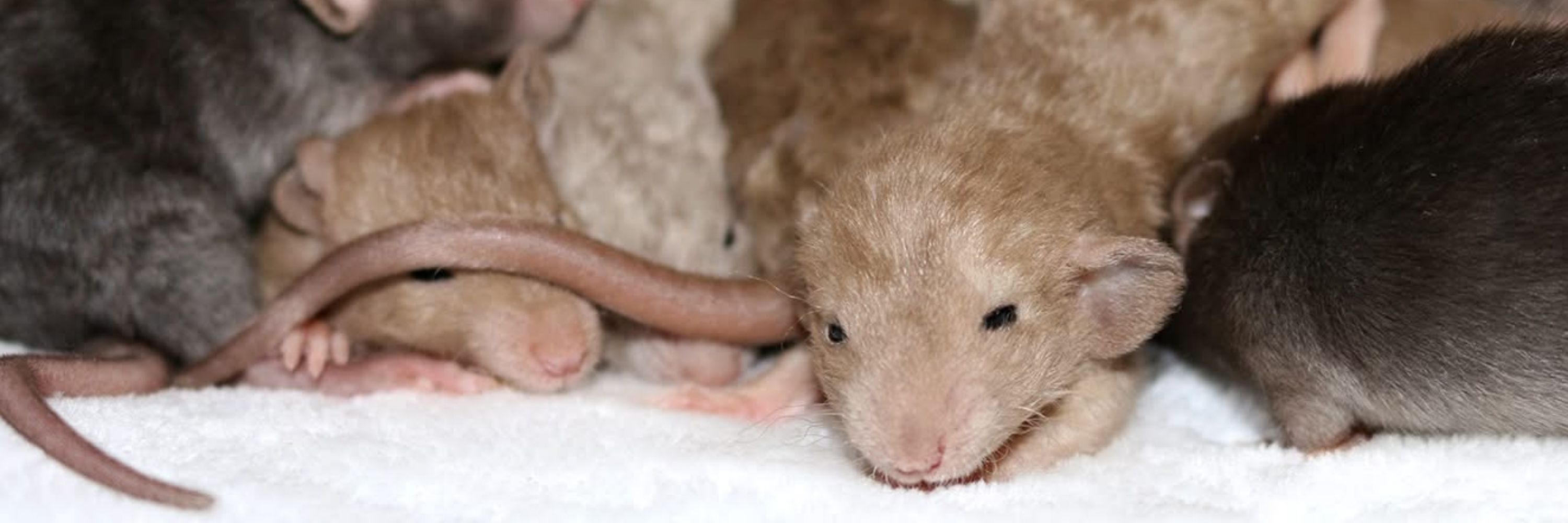Your Daily Dose of Rats