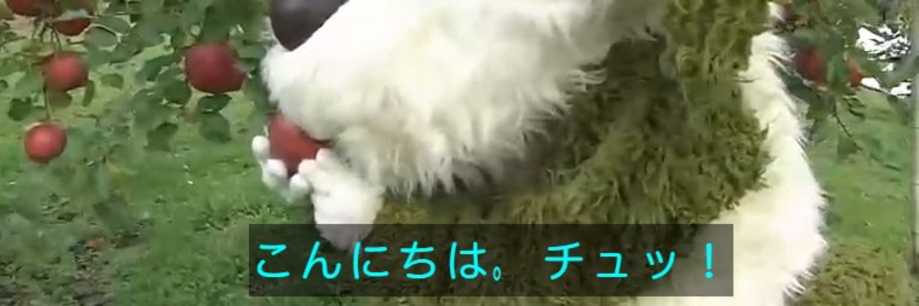 たろぴ