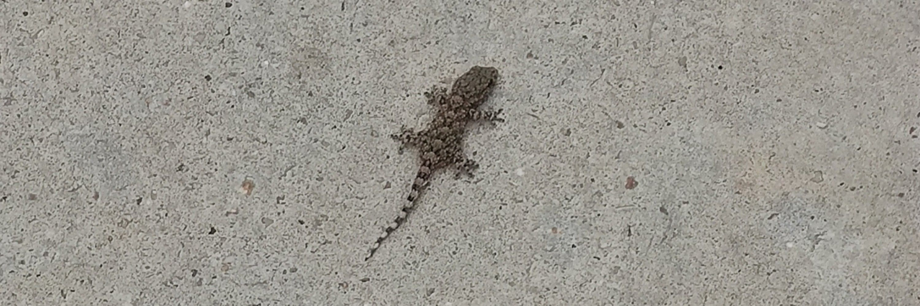 Michissoise