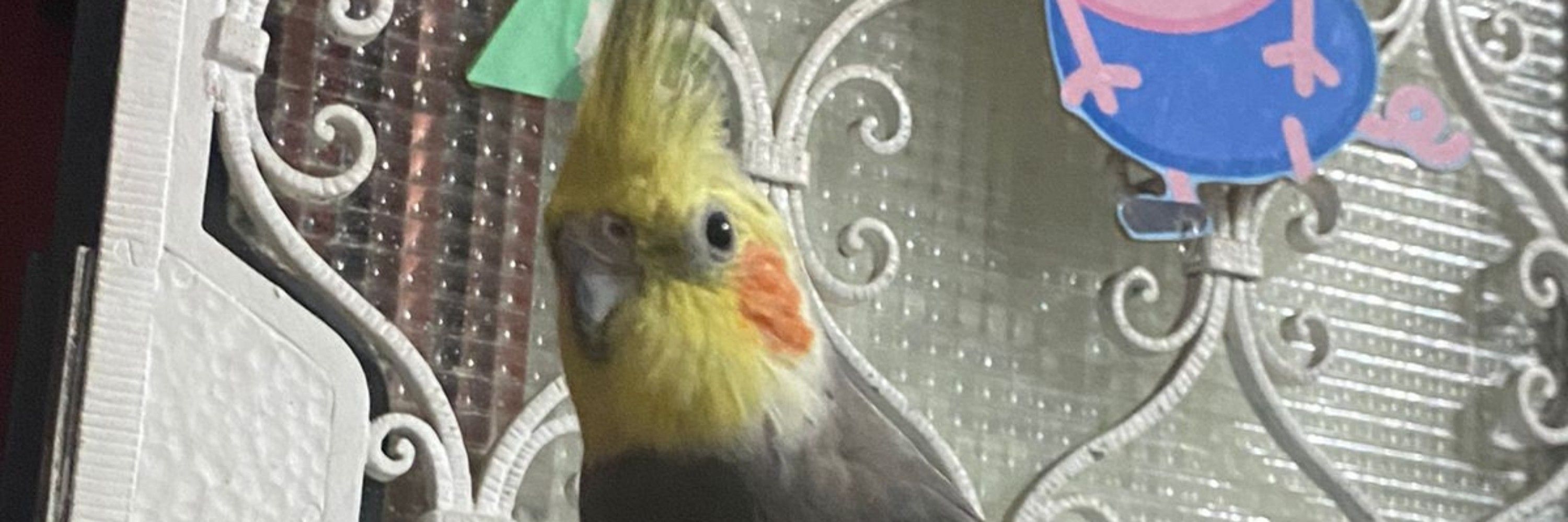 juju