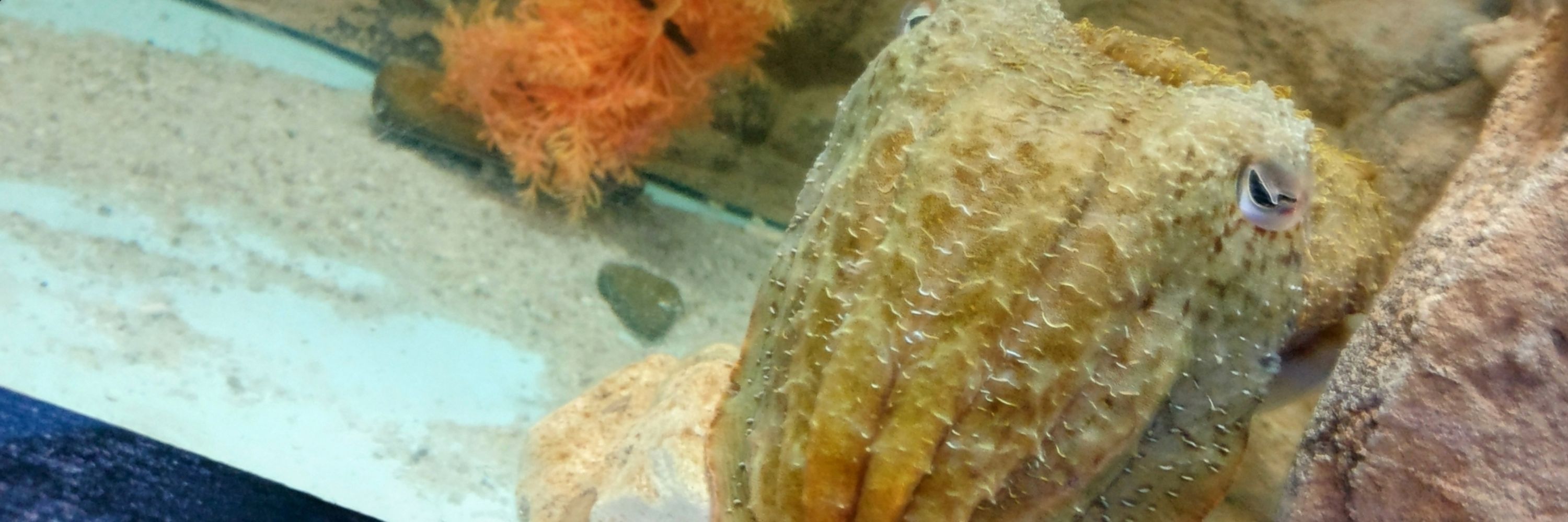 Cuttlefish 🏳️‍⚧️