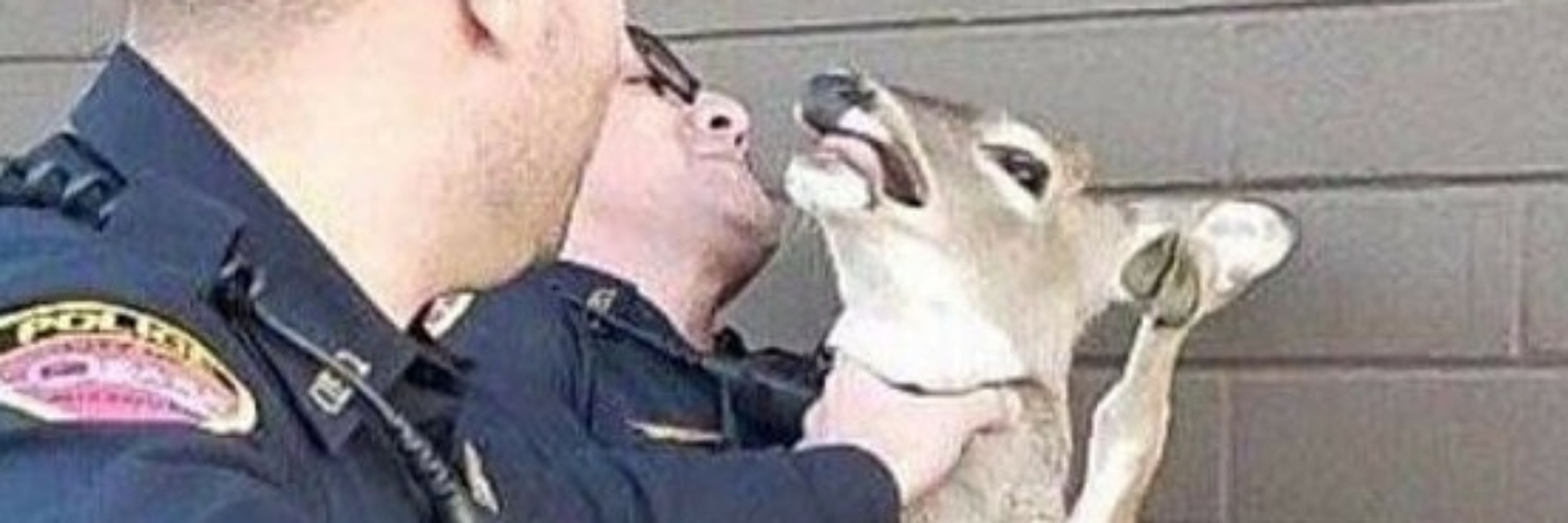 Grxy🦌🏳️‍⚧️🏳️‍🌈🇵🇸🔞