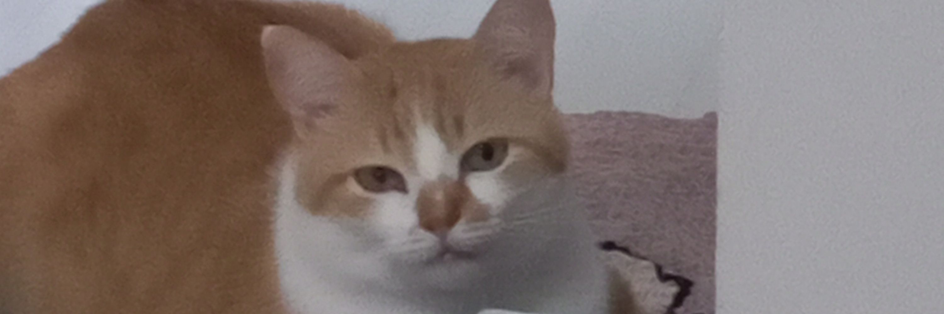tia dos gatos