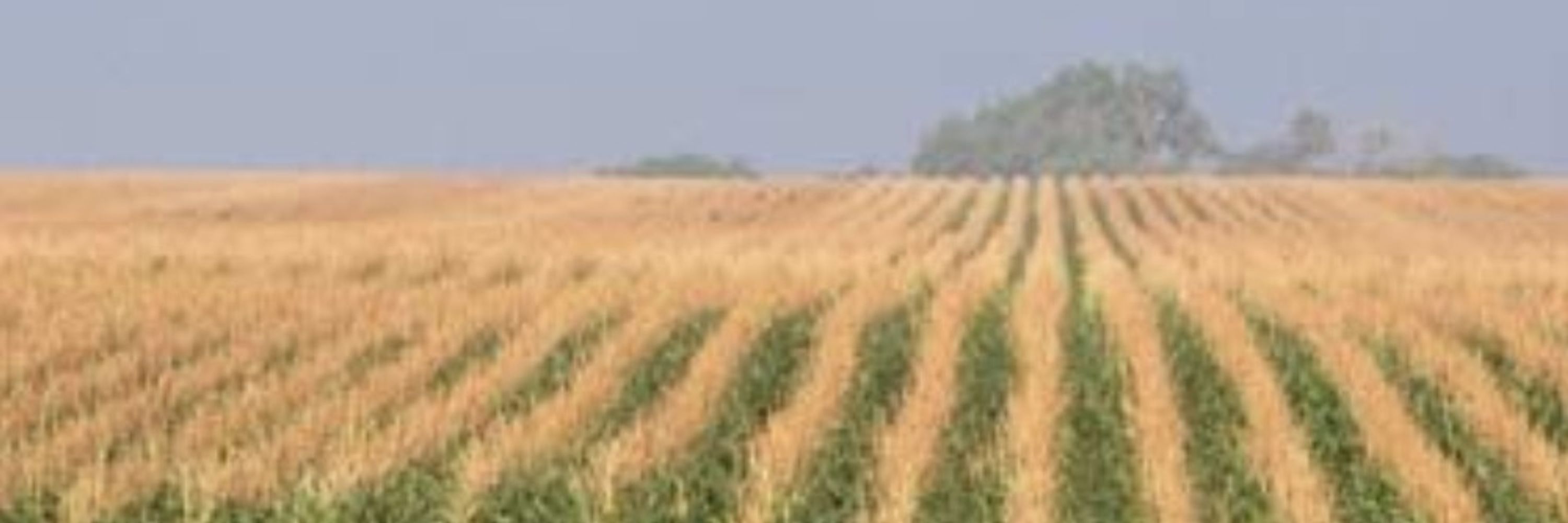 Scarecrow