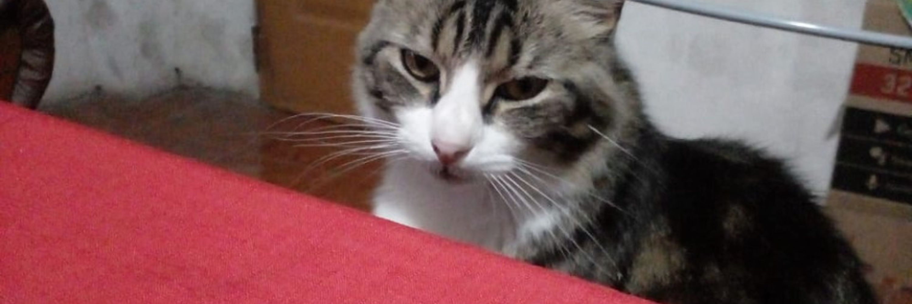 Mortificent