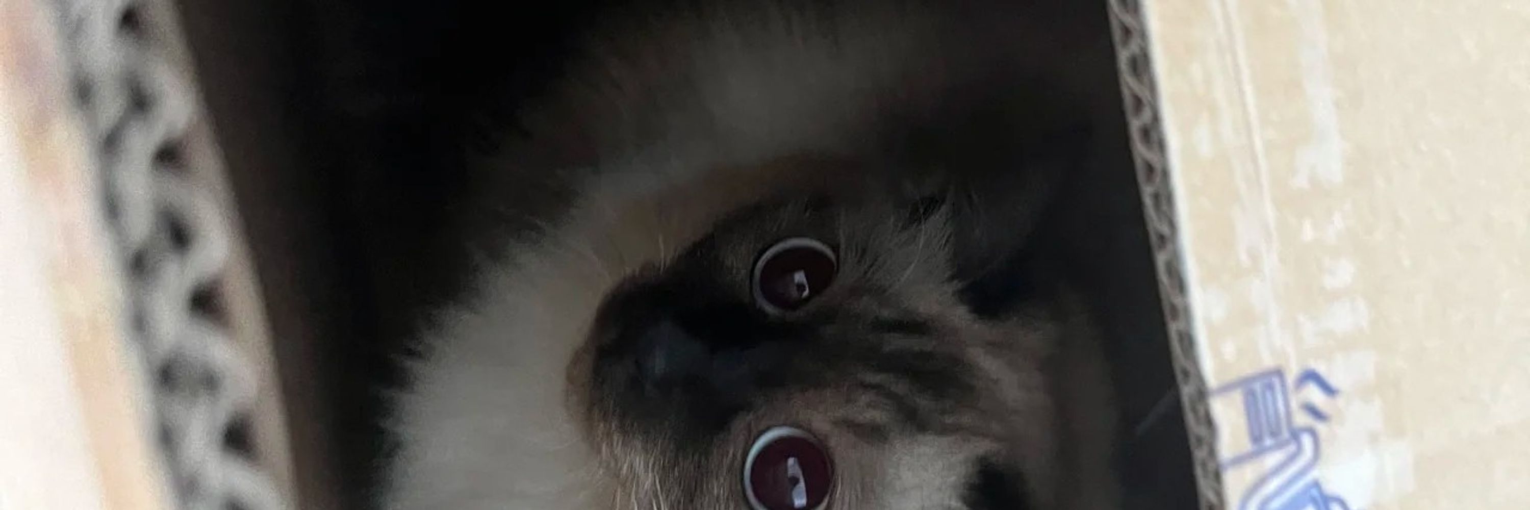 Neanis