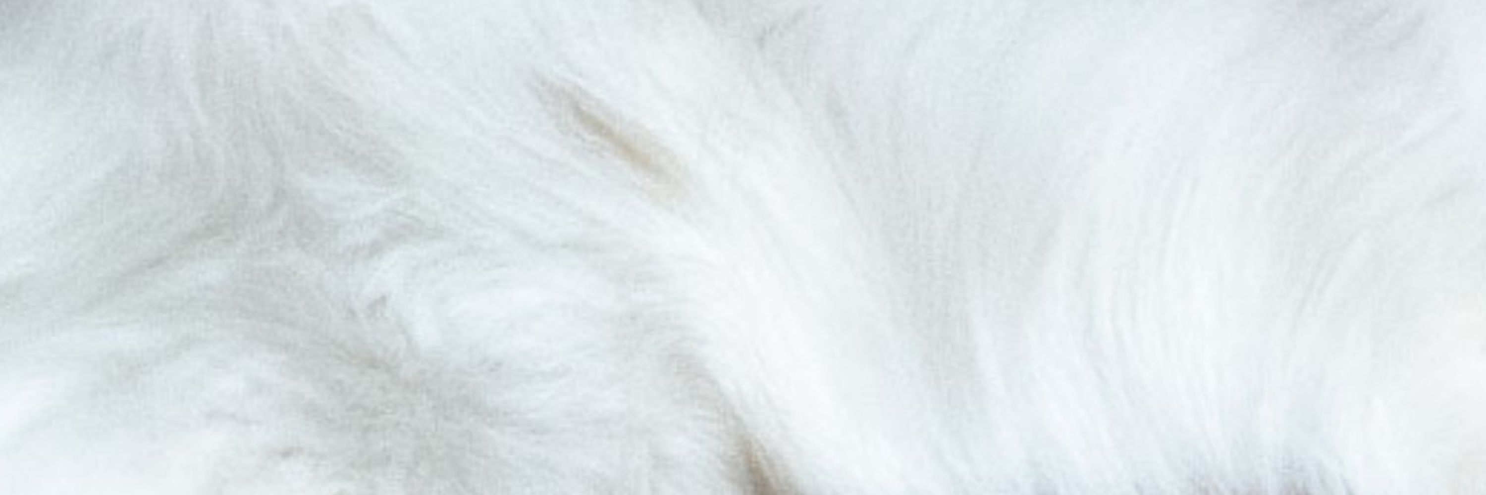 Chome The Long Coat Akita-inu