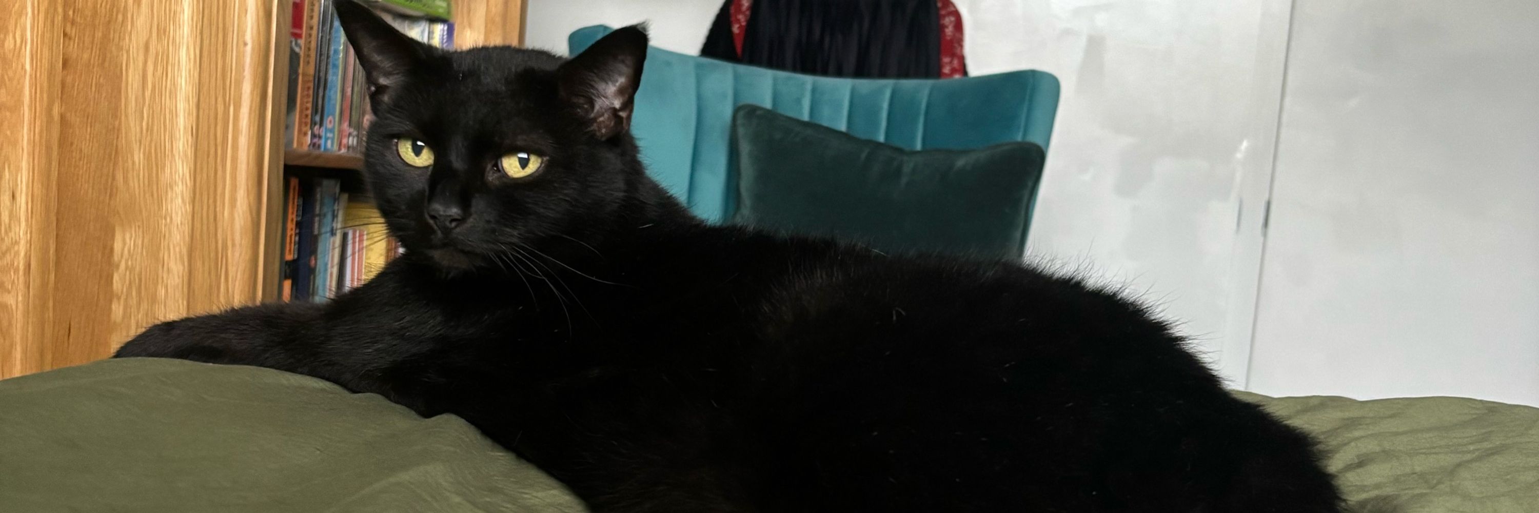 luna 🏳️‍⚧️