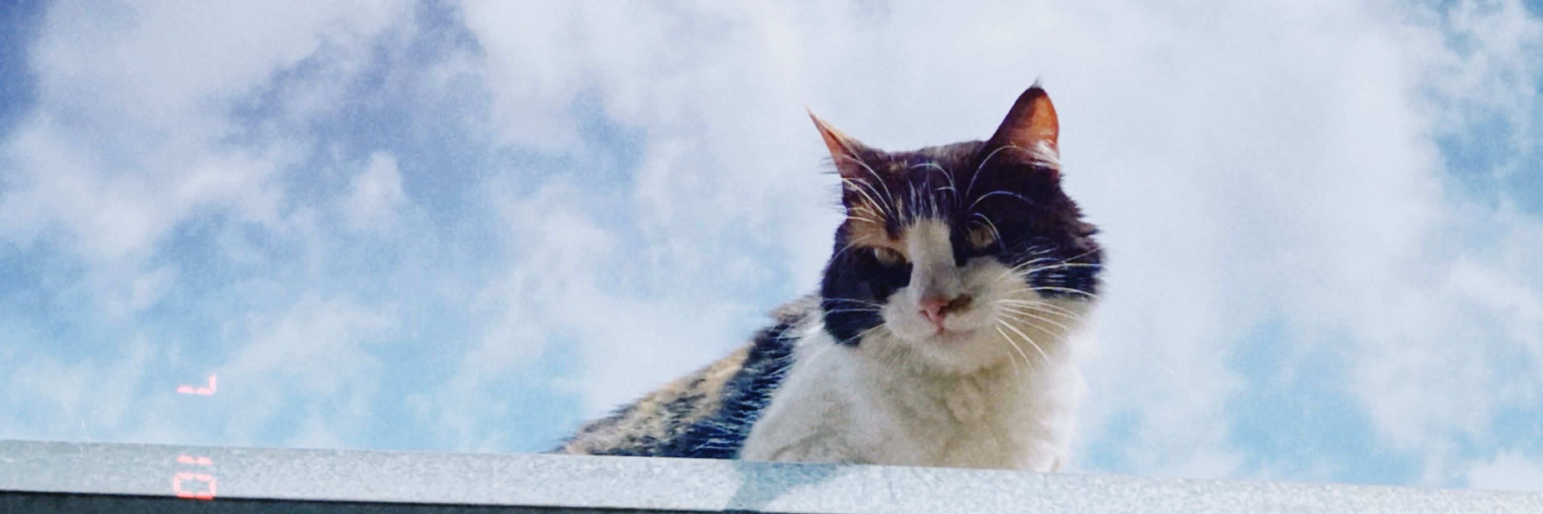 Cocô de bombo