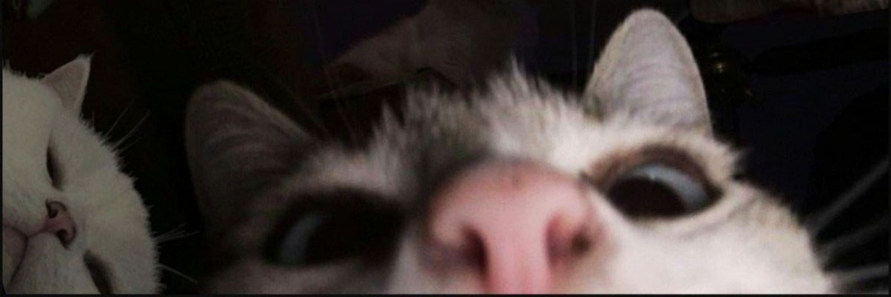 Evyyyyyy