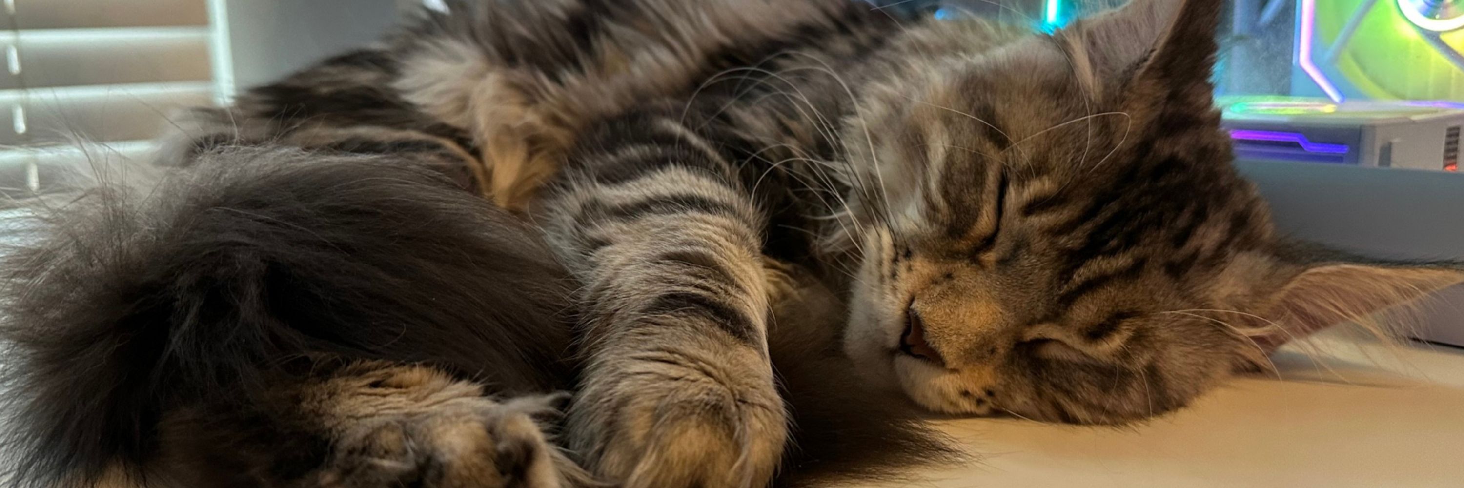 Nova ★ Purrfection