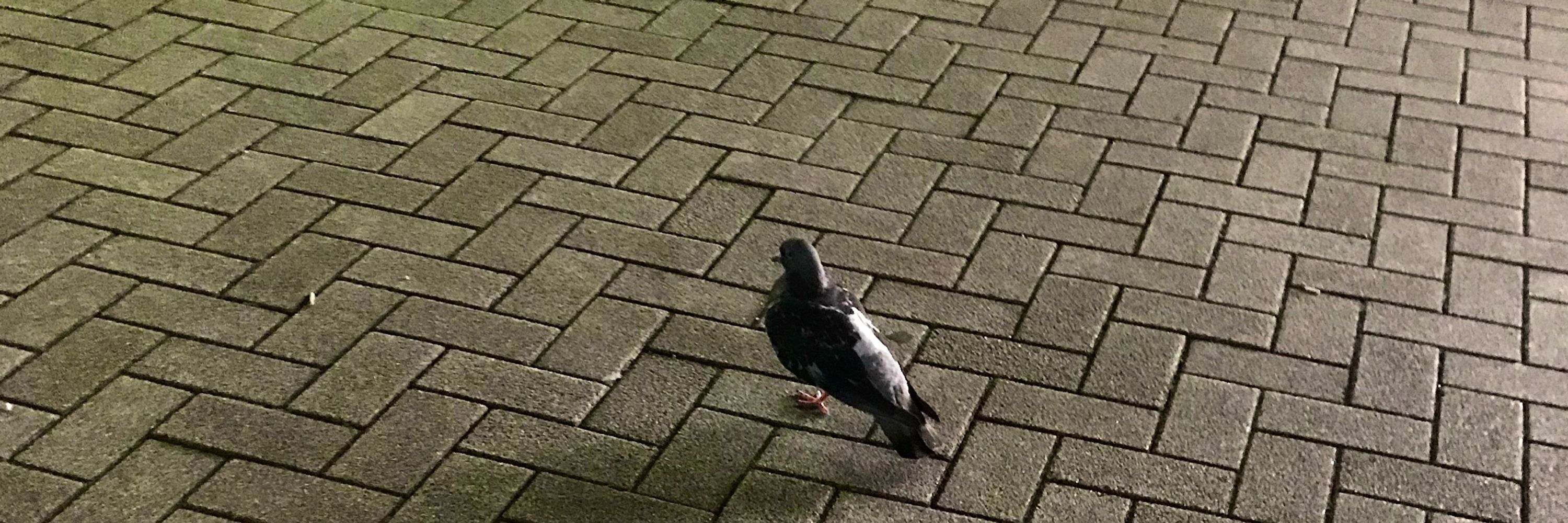鳩も