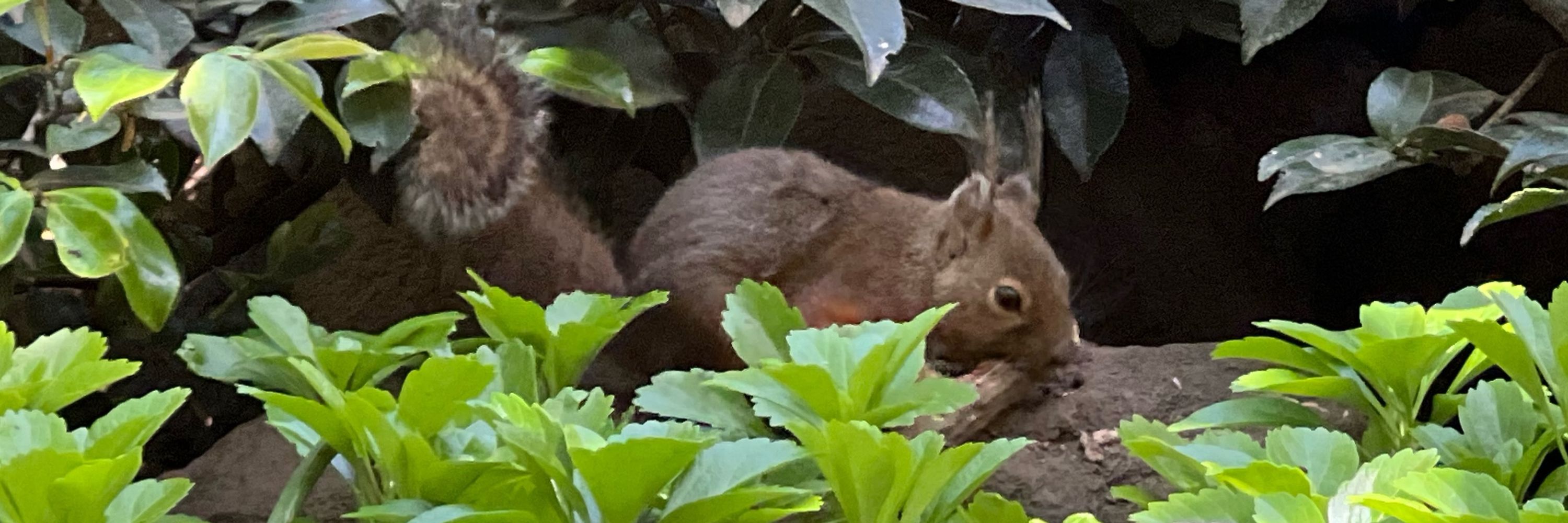 うめたま