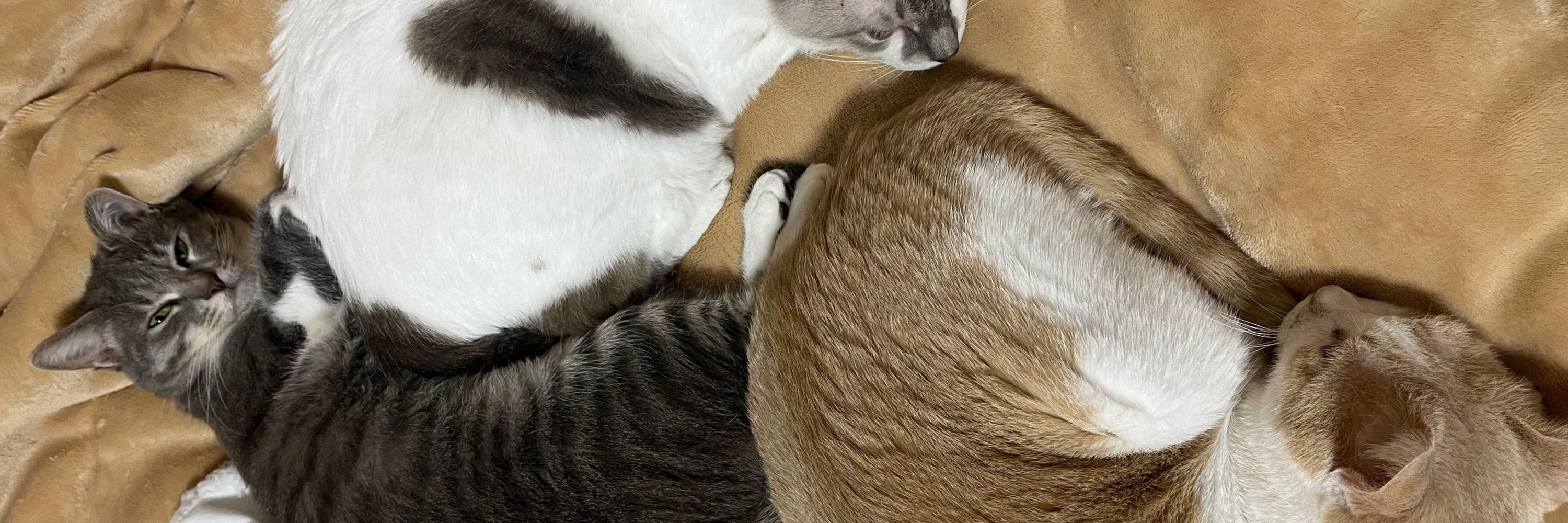 ウィルス