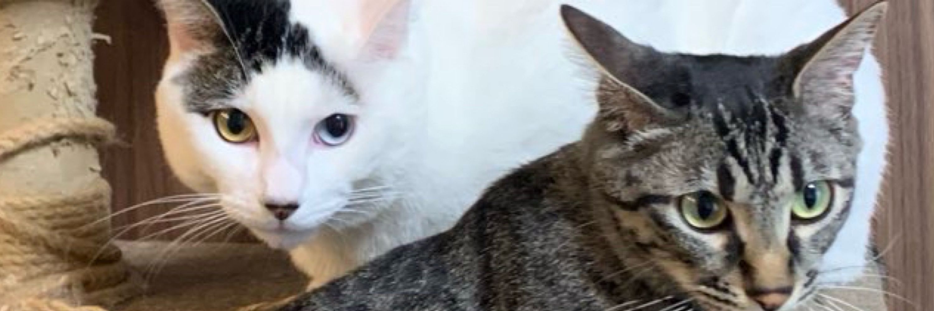 猫又