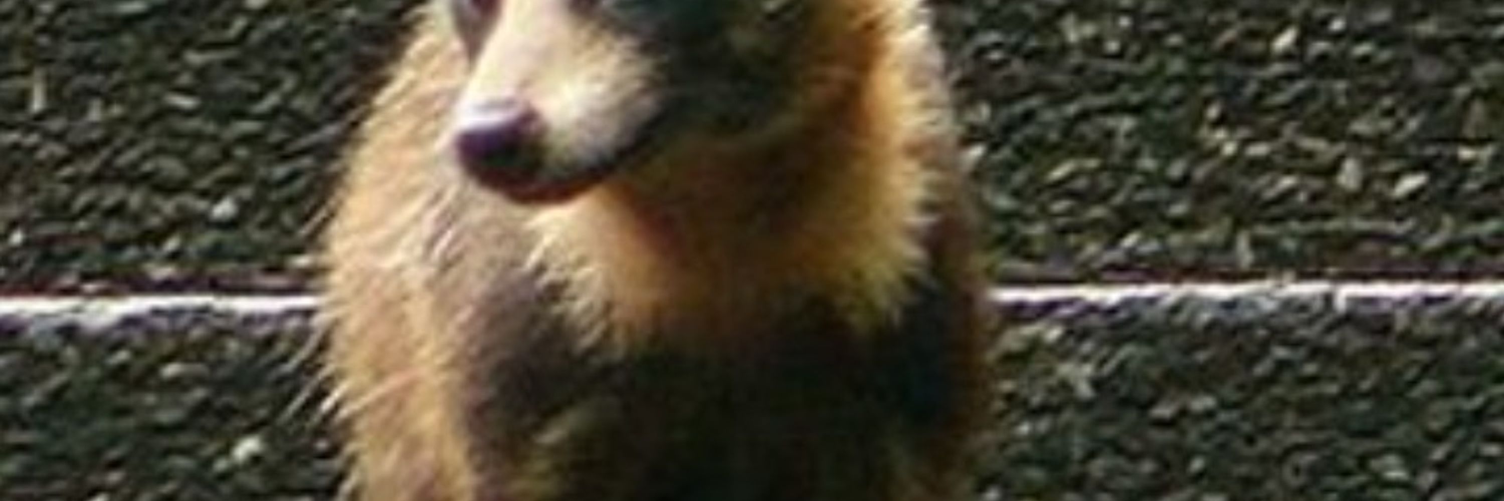 TinkeringTanuki 
